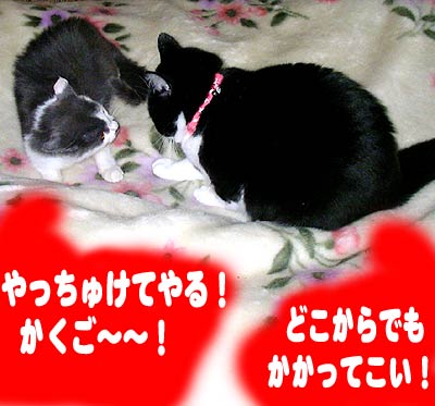 ���Ց������ΐ�����ɂ͐�����